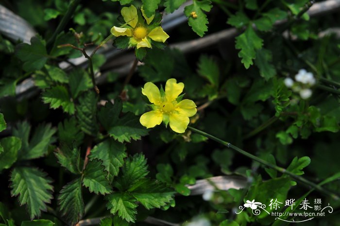 蛇莓Duchesnea indica 蛇莓Duchesnea indica