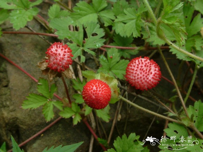 蛇莓Duchesnea indica 蛇莓Duchesnea indica