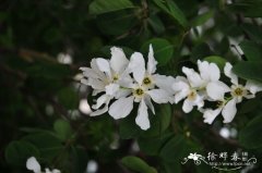 红柄白鹃梅 Exochorda giraldii