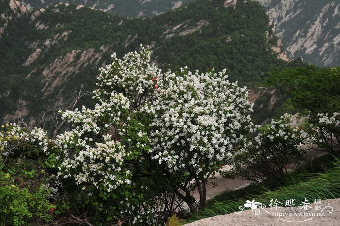 红柄白鹃梅 Exochorda giraldii