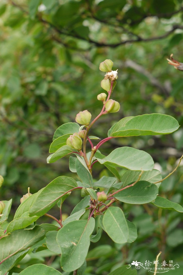 红柄白鹃梅 Exochorda giraldii 红柄白鹃梅 Exochorda giraldii