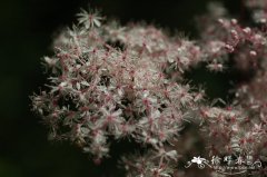 蚊子草 Filipendula palmata