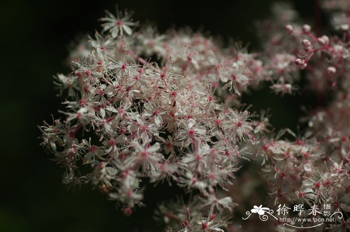蚊子草 Filipendula palmata 蚊子草 Filipendula palmata