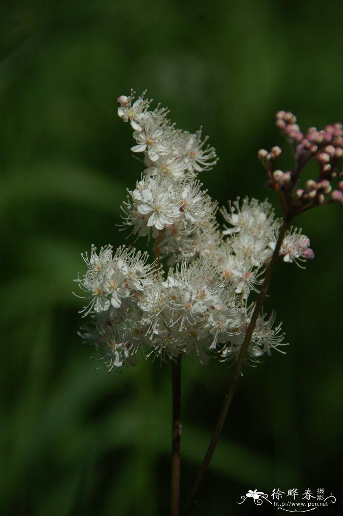 蚊子草 Filipendula palmata