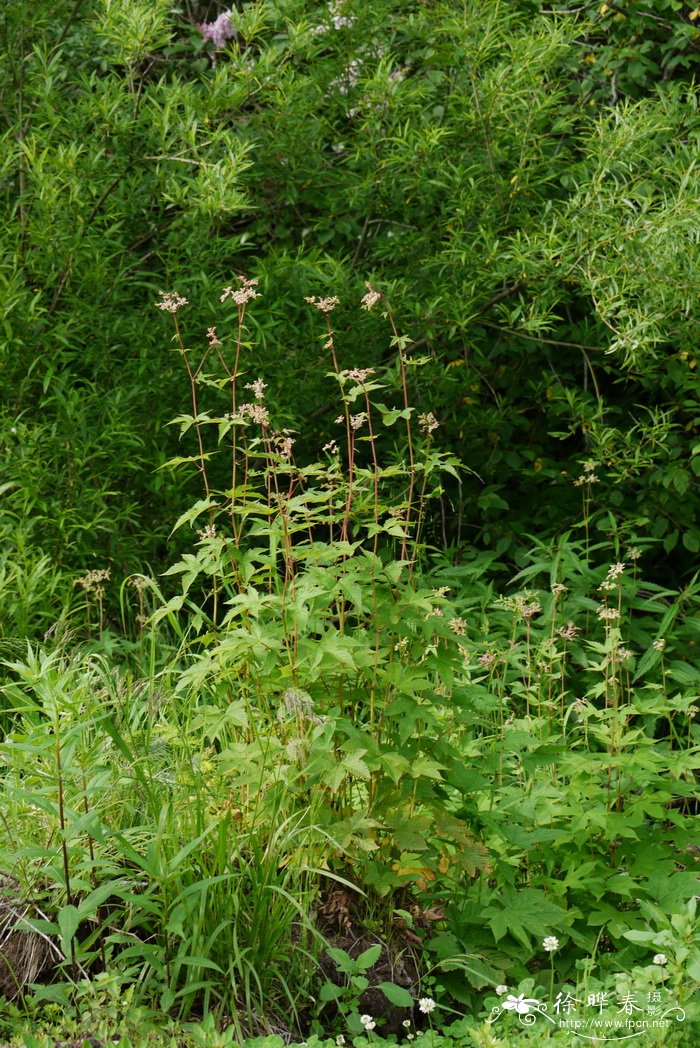 蚊子草 Filipendula palmata 蚊子草 Filipendula palmata