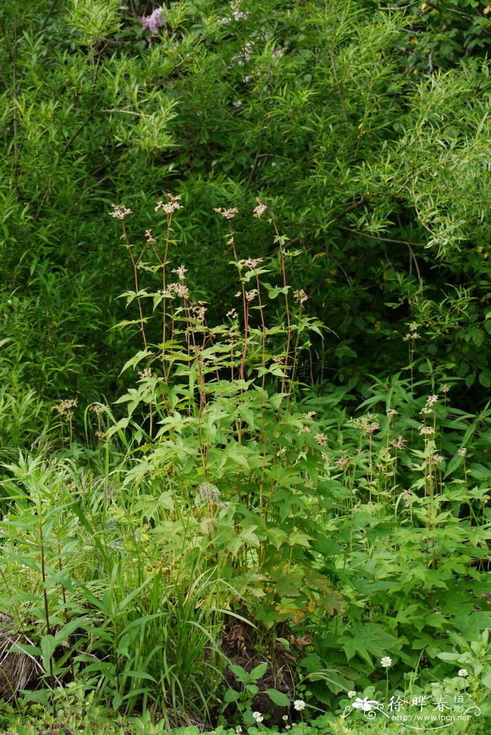 蚊子草 Filipendula palmata