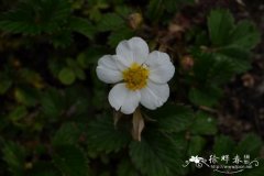 西藏草莓Fragaria nubicola