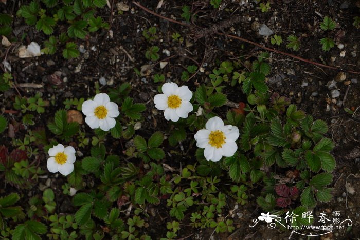 西藏草莓Fragaria nubicola 西藏草莓Fragaria nubicola