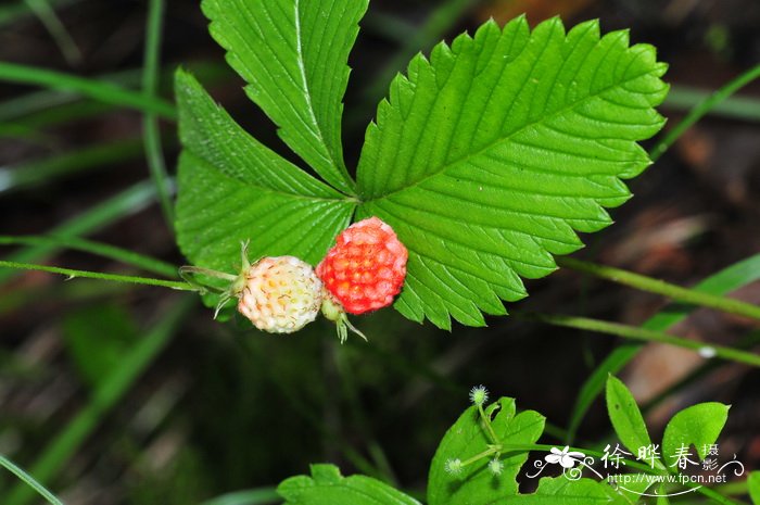 西藏草莓Fragaria nubicola