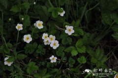 东方草莓 Fragaria orientalis