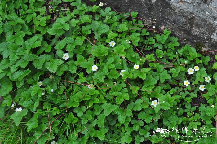 东方草莓 Fragaria orientalis 东方草莓 Fragaria orientalis