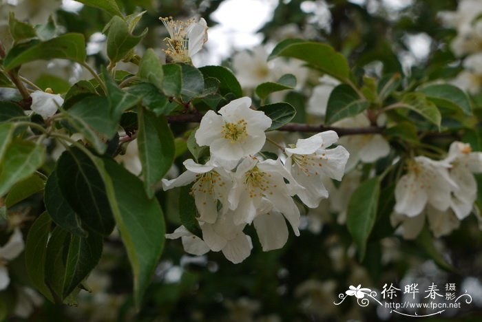 丽江山荆子 Malus rockii