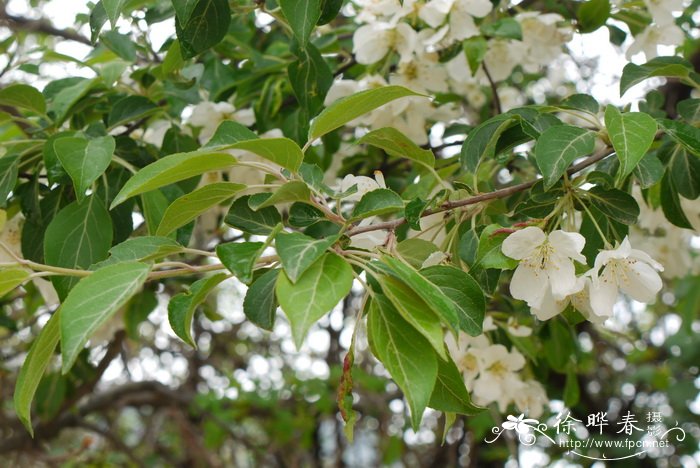 丽江山荆子 Malus rockii 丽江山荆子 Malus rockii