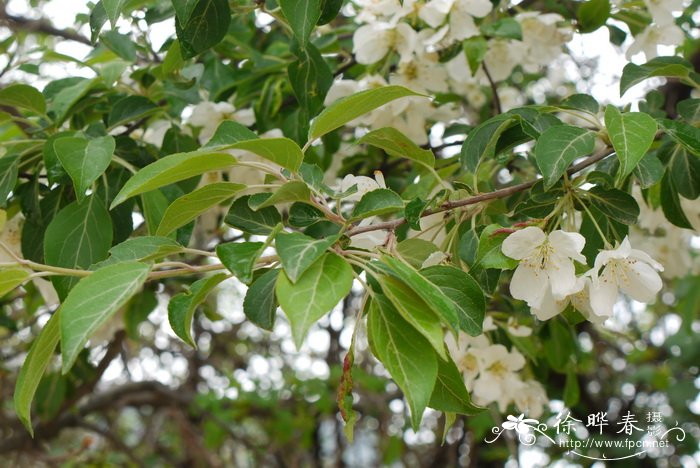 丽江山荆子 Malus rockii