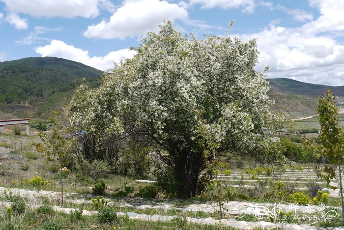 丽江山荆子 Malus rockii