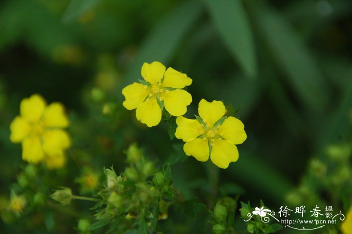 蕨麻Potentilla anserina 蕨麻Potentilla anserina