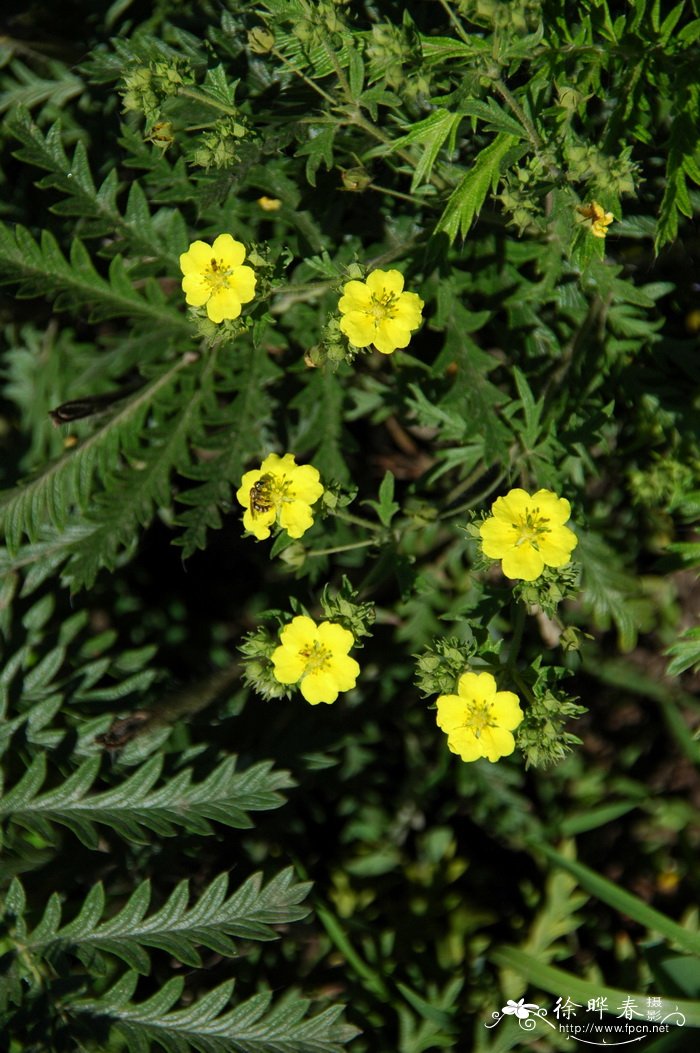 蕨麻Potentilla anserina 蕨麻Potentilla anserina