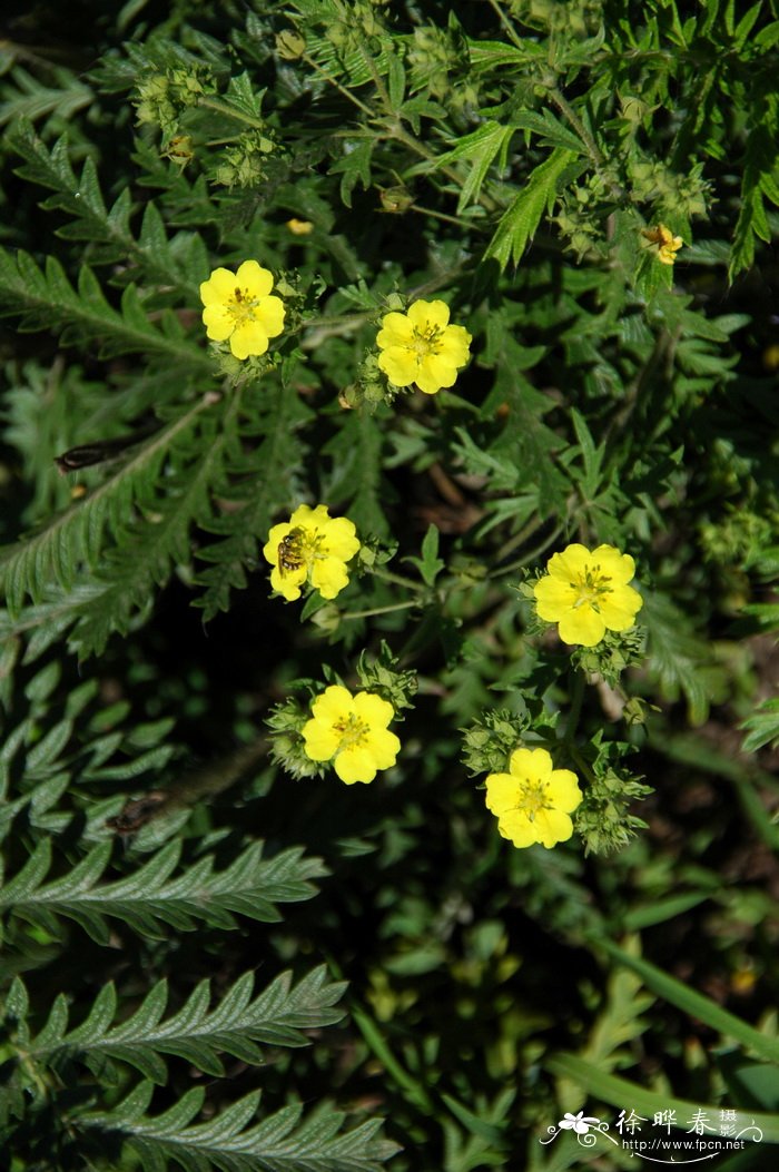 蕨麻Potentilla anserina