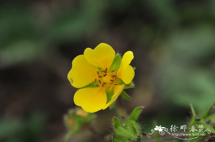 莓叶委陵菜 Potentilla fragarioides 莓叶委陵菜 Potentilla fragarioides