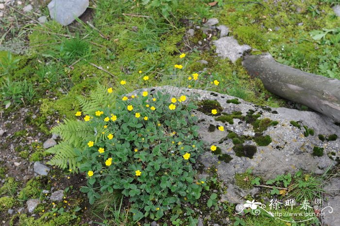 莓叶委陵菜 Potentilla fragarioides