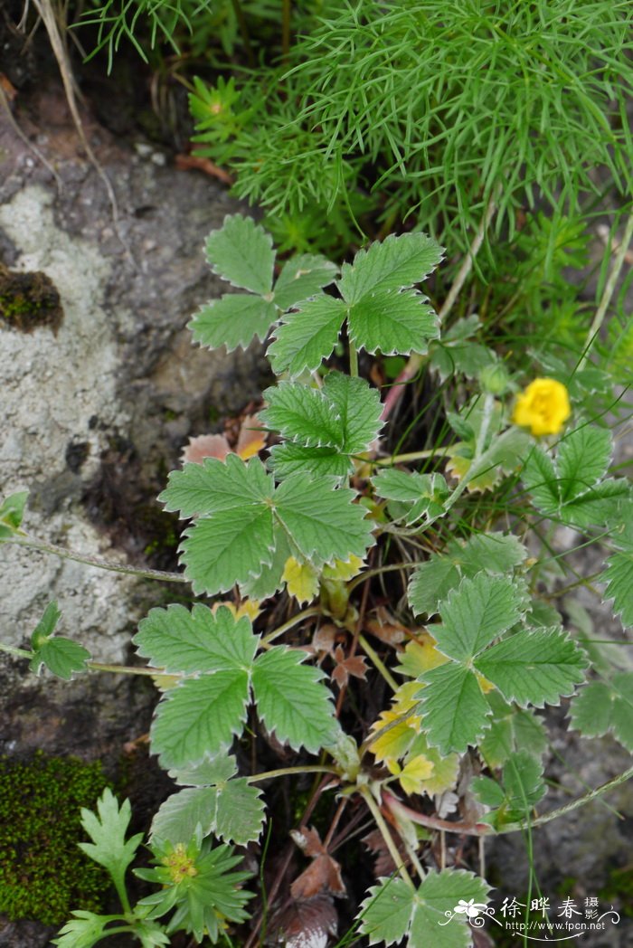 莓叶委陵菜 Potentilla fragarioides