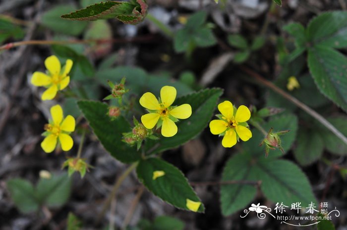 三叶委陵菜Potentilla freyniana