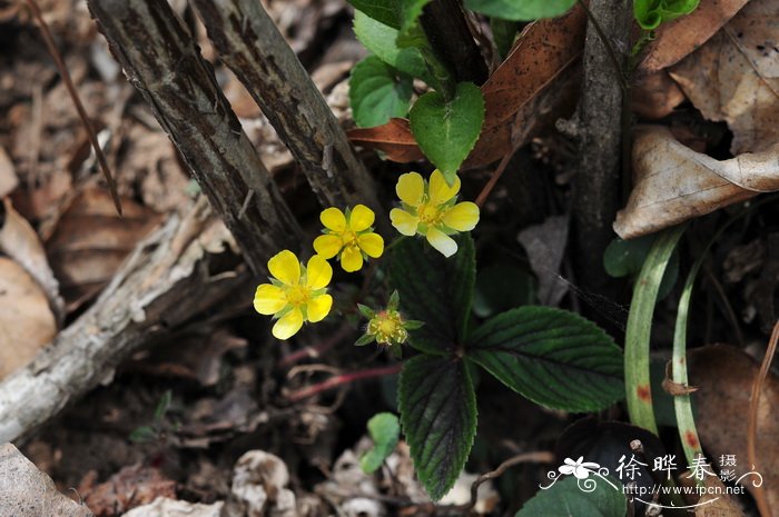 三叶委陵菜Potentilla freyniana