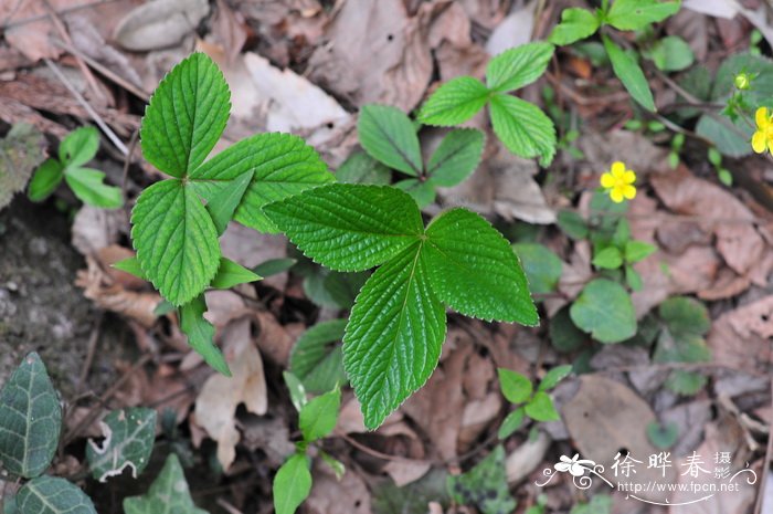 三叶委陵菜Potentilla freyniana 三叶委陵菜Potentilla freyniana