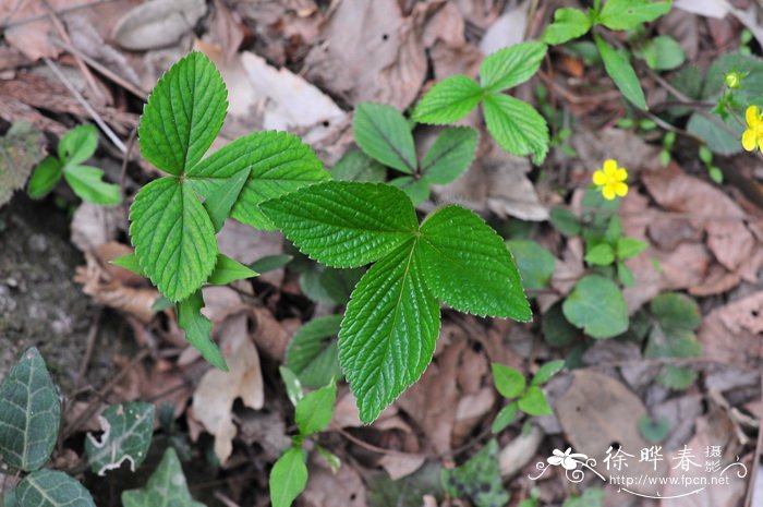 三叶委陵菜Potentilla freyniana