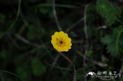 绢毛匍匐委陵菜Potentilla reptans var. sericophylla