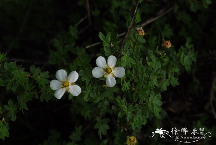 银露梅Potentilla glabra 银露梅Potentilla glabra