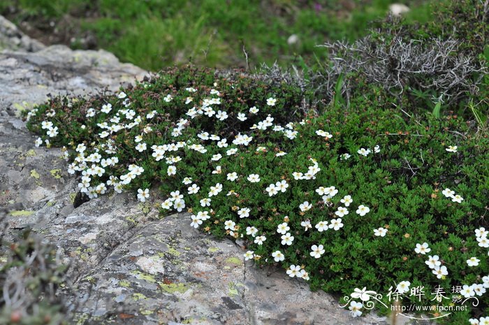 银露梅Potentilla glabra 银露梅Potentilla glabra