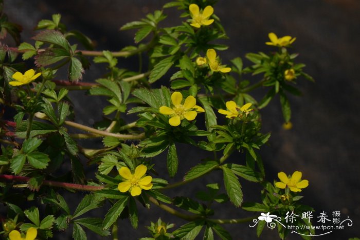 蛇含委陵菜 Potentilla kleiniana 蛇含委陵菜 Potentilla kleiniana