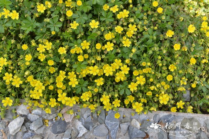 蛇含委陵菜 Potentilla kleiniana