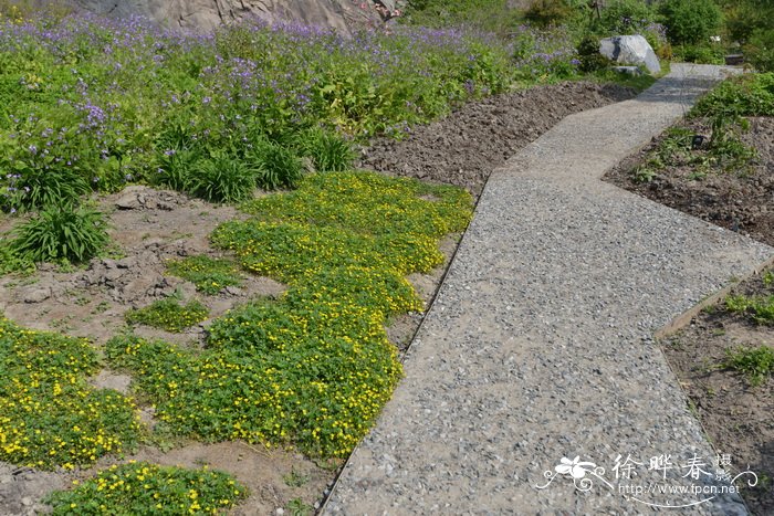 蛇含委陵菜 Potentilla kleiniana