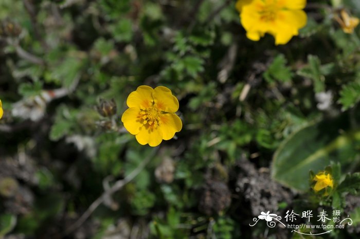 狭叶委陵菜 Potentilla reptans var. sericophylla 狭叶委陵菜 Potentilla reptans var. sericophylla