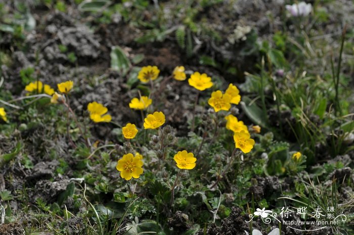 狭叶委陵菜 Potentilla reptans var. sericophylla 狭叶委陵菜 Potentilla reptans var. sericophylla