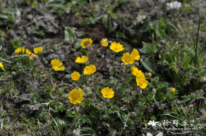 狭叶委陵菜 Potentilla reptans var. sericophylla