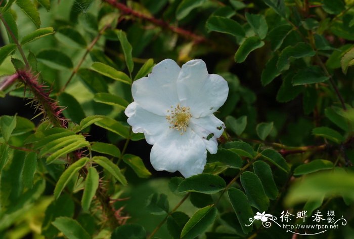 白花刺蔷薇Rosa acicularis f. alba