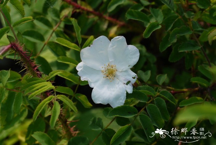 白花刺蔷薇Rosa acicularis f. alba 白花刺蔷薇Rosa acicularis f. alba
