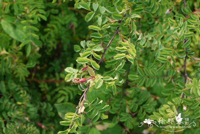 白花刺蔷薇Rosa acicularis f. alba