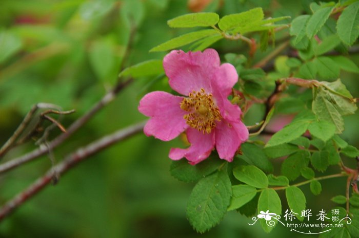 长白蔷薇Rosa koreana 长白蔷薇Rosa koreana