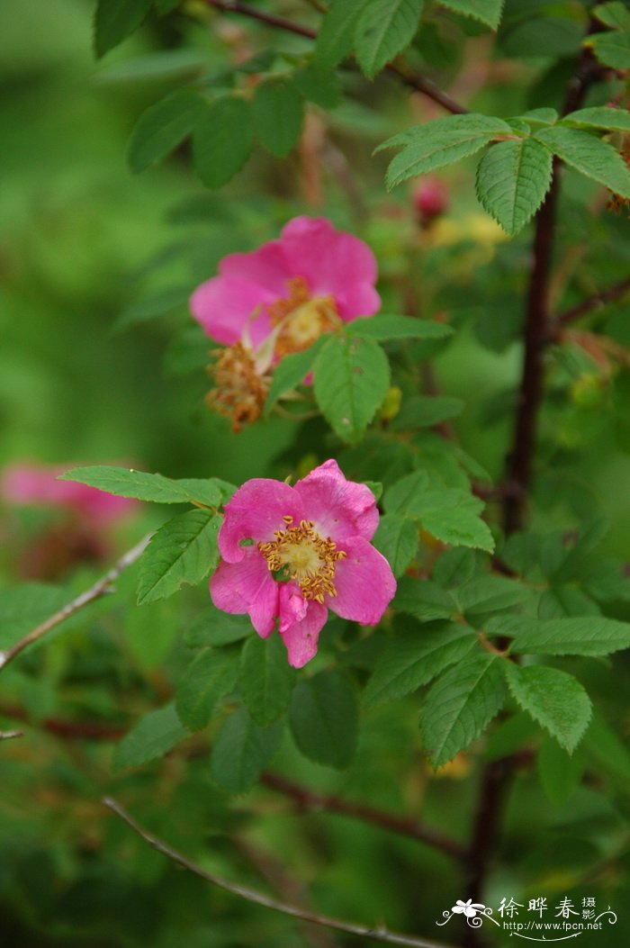 长白蔷薇Rosa koreana 长白蔷薇Rosa koreana