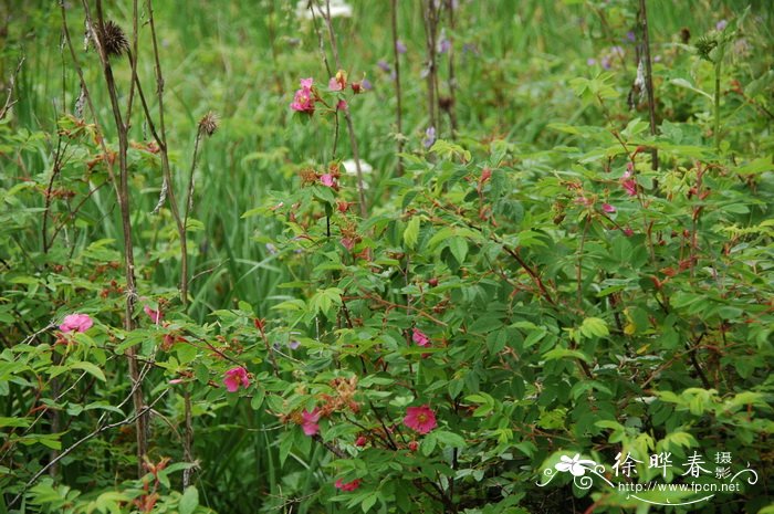 长白蔷薇Rosa koreana 长白蔷薇Rosa koreana