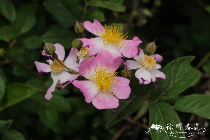 粉团蔷薇Rosa multiflora var. cathayensis 粉团蔷薇Rosa multiflora var. cathayensis