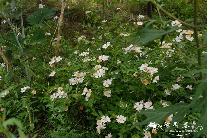 粉团蔷薇Rosa multiflora var. cathayensis_花卉