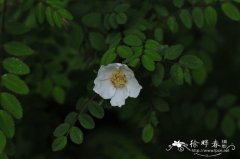 秦岭蔷薇Rosa tsinglingensis