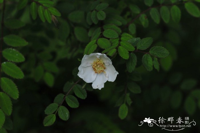 秦岭蔷薇Rosa tsinglingensis 秦岭蔷薇Rosa tsinglingensis
