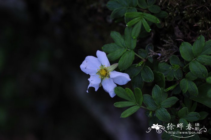 秦岭蔷薇Rosa tsinglingensis