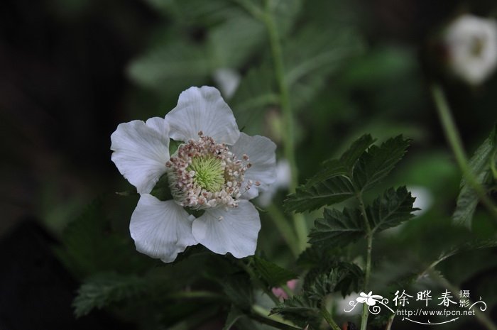 秀丽莓Rubus amabilis
